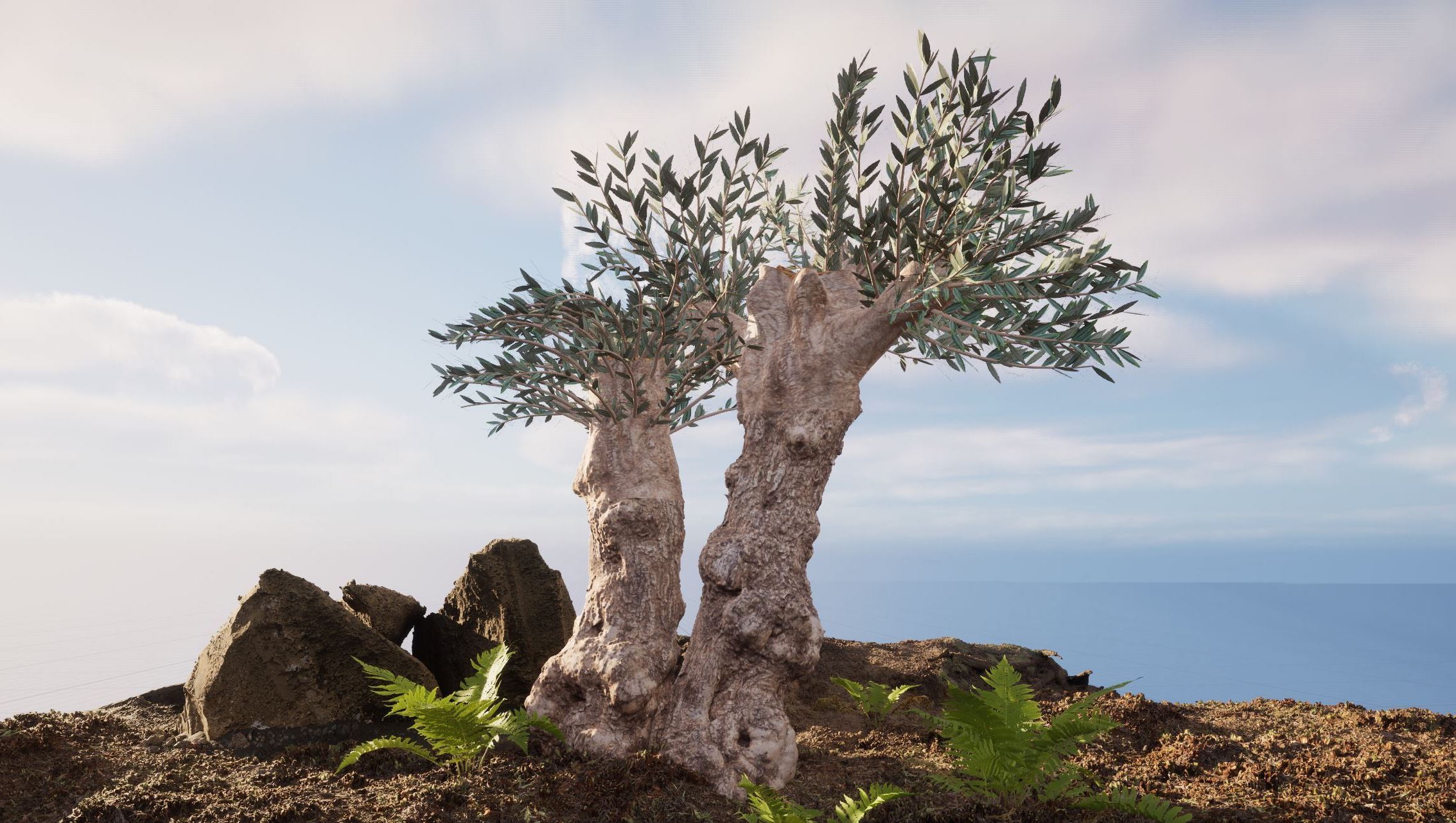 Couple olive trees over 100 years old - 3Dasset
